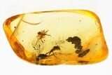 Detailed Fossil Ichneumon Wasp & Spider In Baltic Amber #346586-1